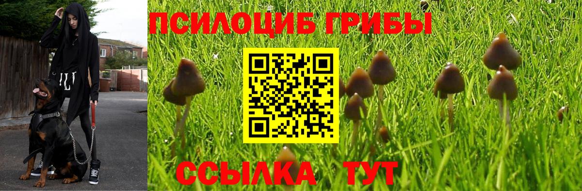 Псилоцибиновые грибы Psilocybine cubensis Мценск